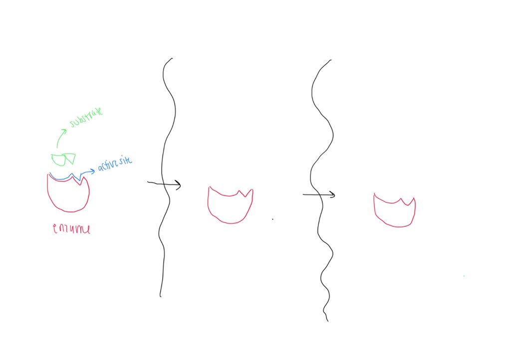 SOLVED Enzymes are proteins that increase the rate of chemical