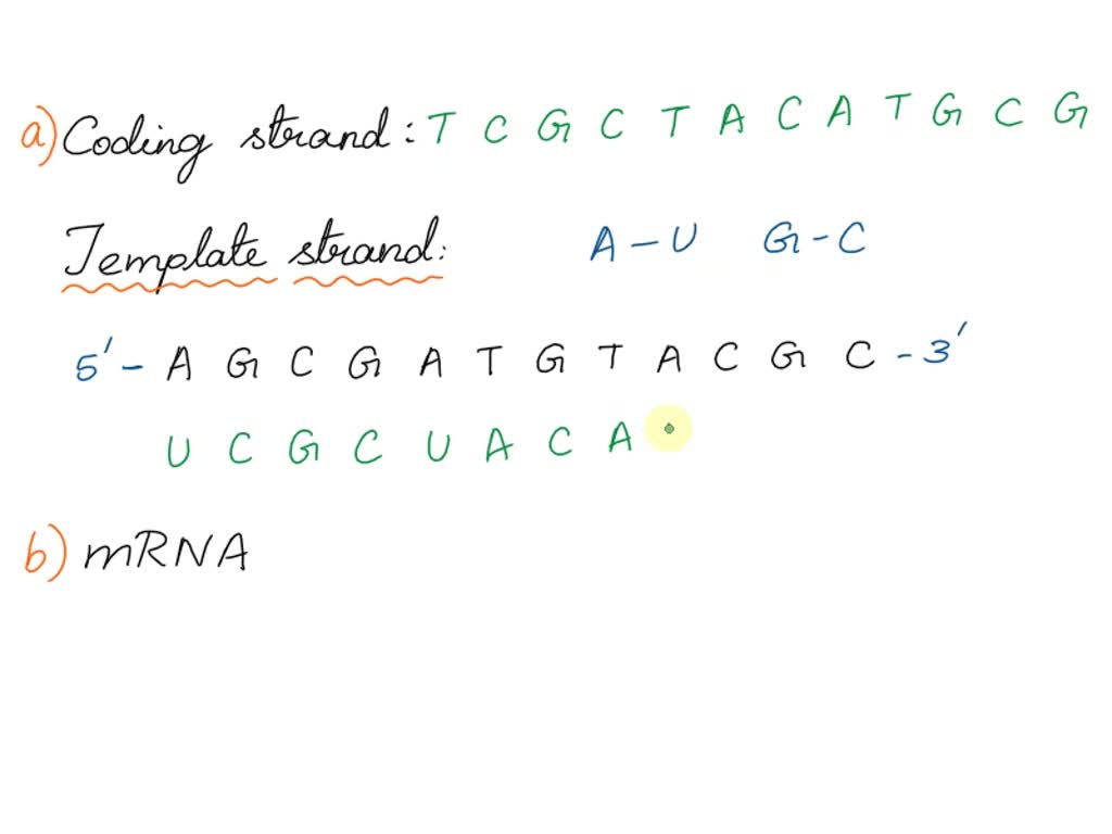 SOLVED: Texts: An mRNA sequence is 5'-CAGUUACGA-3'. Select the choice ...