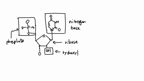 week-12-case-study-ribonuclease-ribonuclease-is-an-enzyme-that-catalyzes-the-cleavage-of-rna-strands-by-hydrolyzing-the-phosphate-group-these-enzymes-are-key-players-in-host-immunity-and-contribute-to