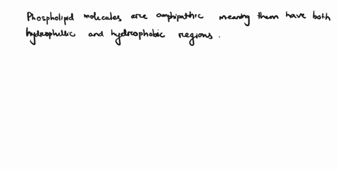 describe-the-amphipathic-properties-of-phospholipid-moleculesdescribe-the-phospholipid-bilayer-and-its-propertieslist-the-functions-of-membrane-proteins-differentiate-between-integral-and-pe-03033