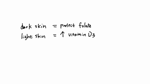 evidence-suggest-that-darker-skin-better-protects-against-sunlight-induced-breakdown-of-folate-which-can-be-harmful-to-mothers-and-their-developing-fetus-lighter-skin-however-can-facilitate-increased