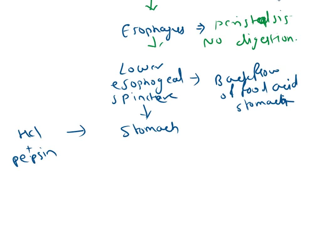 SOLVED List the path taken by a piece of food as it travels through