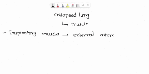 while-working-the-night-shift-in-the-er-you-see-a-patient-who-has-sustained-a-collapsed-lung-the-patient-is-struggling-to-breath-which-muscles-would-you-see-the-patient-using-to-inhale-a-the-06136
