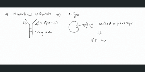 monoclonal-antibodies-are-produced-from-hybrid-cells-called-as-hybridomas-the-cells-fused-to-obtain-these-hybridoma-cells-are-a-b-lymphocytes-and-myeloma-cells-b-lymphoma-cells-and-bone-marr-66142