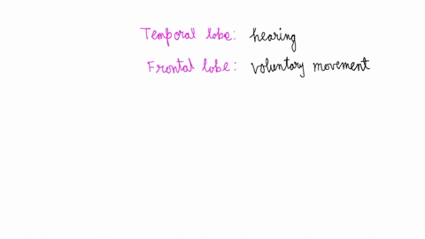 which-lobe-of-your-cerebral-cortex-is-most-involved-in-the-following-activities-planning-your-schedule-for-next-semester-a-parietal-lobe-b-occipital-lobe-c-frontal-lobe-d-temporal-lobe-liste-94657