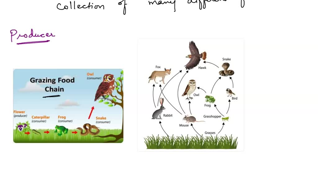 SOLVED:Food webs and food chains are two different ways that ecologists ... Biology Diagrams