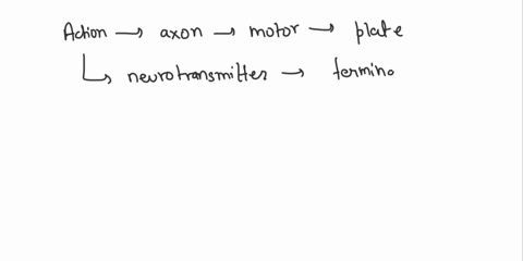 use-choices-from-the-following-word-bank-to-fill-in-the-blanks-13-22-calcium-ions-myosin-action-potential-atp-acetylcholine-troponin-synaptic-cleft-t-tubules-motor-end-plate-axon-axon-of-the-07384