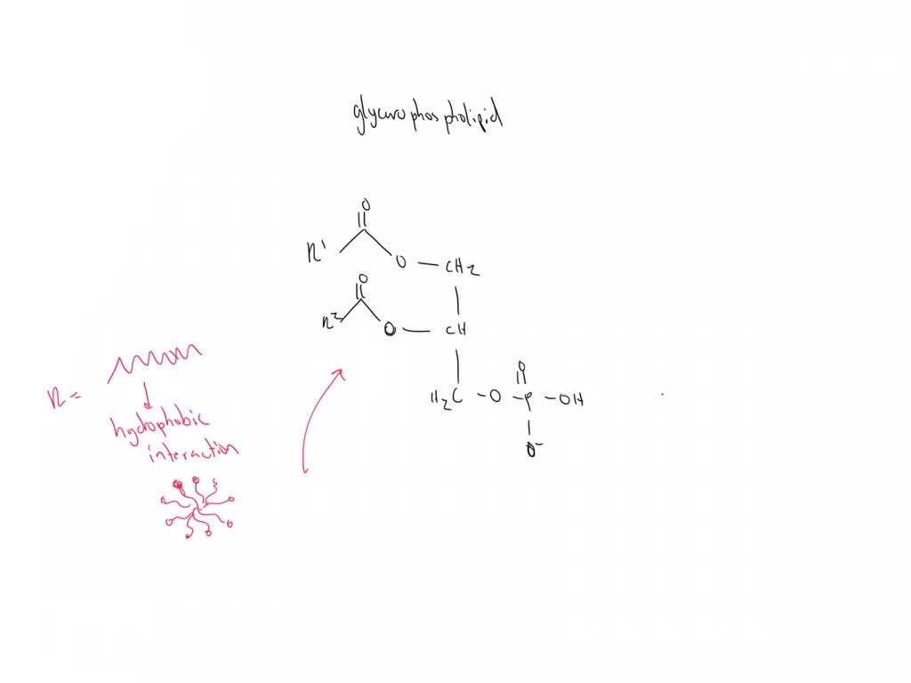 SOLVED: glycerophospholipids have a head ans two tails structure give ...