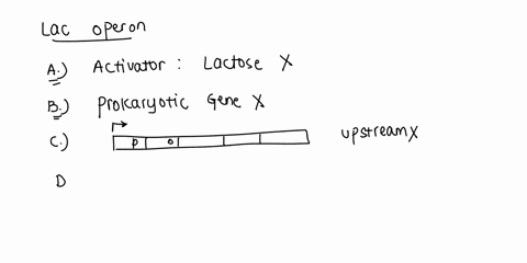 question-19-2-points-select-all-choices-that-apply-the-lac-operon-is-activated-by-the-presence-of-glucose-regulates-expression-of-a-eukaryotic-gene-has-a-regulatory-sequence-downstream-of-th-59137