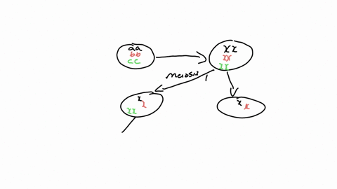 consider-a-diploid-cell-that-contains-three-pairs-of-chromosomes-designated-aa-bb-and-cc-each-pair-contains-a-maternal-and-paternal-member-assume-that-during-meiosis-i-none-of-the-c-chromoso-39487