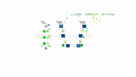 fill-in-the-blanks-some-proteins-shuttle-back-and-forth-between-the-nucleus-and-the-cytosol-this-shuttling-protein-may-have-a-nuclear-localization-sequence-nls-that-will-be-recognized-by-a-p-38244