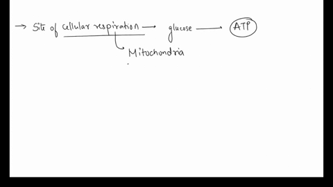 the-organelle-that-is-the-site-of-cellular-respiration-is-the-o-mitochondrion-o-nucleus-o-chloroplast-o-ribosome-82508