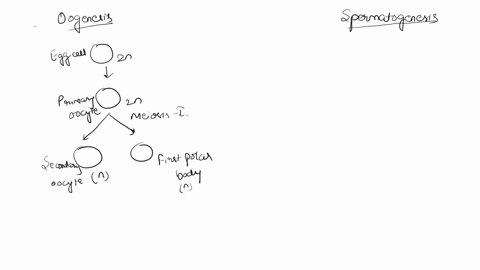 compare-sperm-formation-with-egg-formation-in-what-ways-are-the-processes-similar-in-what-ways-are-t-47969