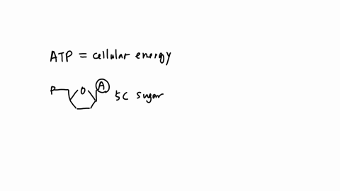 one-of-the-most-essential-biomolecules-in-cells-is-adenosine-triphosphate-atp-this-cellular-energy-currency-is-used-by-cells-to-transfer-energy-and-power-reactions-an-atp-molecule-is-made-up-of-a-five