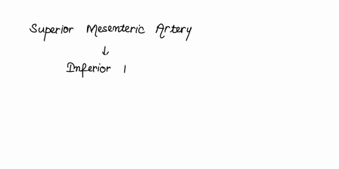 32-which-of-the-following-is-paired-branch-of-the-abdominal-aorta-a-celiac-artery-b-renal-artery-superior-mesenteric-artery-d-inferior-mesenteric-artery-e-median-sacral-artery-80818
