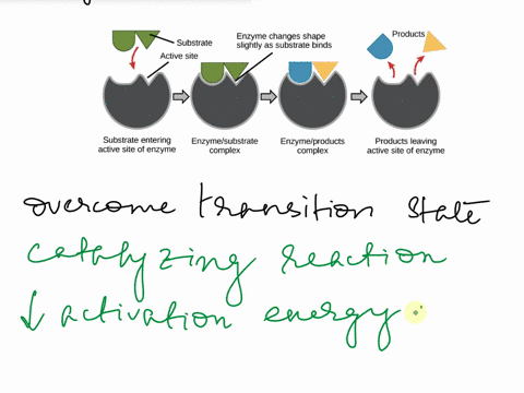 22-enzymes-are-biological-catalysts-that-speed-up-the-biochemical-reactions-in-living-cells-without-being-changed-themselves-a-in-terms-of-overcoming-the-transition-state-of-a-biochemical-re-10797