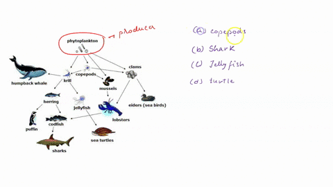in-the-food-web-shown-above-which-of-the-following-organisms-can-be-classified-as-a-tertiary-consumer-a-copepods-b-sharks-c-jellyfish-d-sea-turtles-phytoplankton-clams-copepods_-krill-humpba-73547