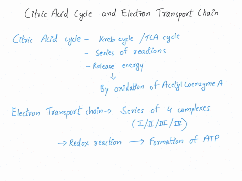 what-citric-acid-cycle-enzyme-is-also-a-component-of-the-electron-transport-chain-34313