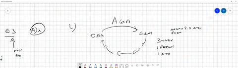 q1-which-enzyme-subunitcofactor-pair-in-alpha-ketoglutarate-dehydrogenase-is-mismatched-a-e1coa-sh-b-e2-lipoamide-c-e3fadh-d-e3nadh-q2-how-many-atp-equivalents-are-in-a-single-molecule-of-ac-07439