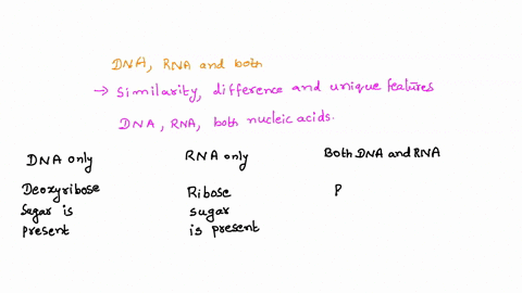 dna-vs-rna-dna-and-rna-are-both-polymers-of-nucleotides-although-they-are-very-similar-in-some-respects-they-also-have-many-chemical-and-structural-differences-that-give-them-each-unique-cha-64121