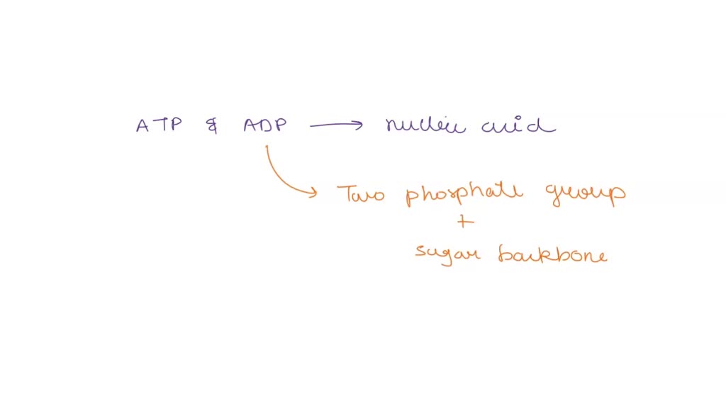 SOLVED: Which type of macromolecule ( protein , carb , nucleic acid