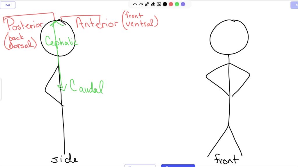 Solved Term Directional Terms Anterior Posterior Superior Inferior Proximal Distal Superficial 4543