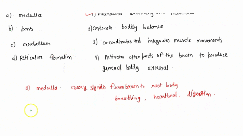 match-the-portion-of-the-brain-with-its-function-a-medulla-b-pons-c-cerebellum-d-reticular-formati-5-07216