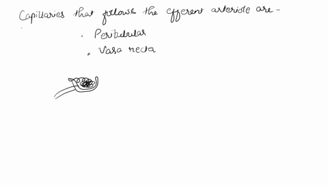 what-are-the-names-of-the-capillaries-following-the-efferent-arteriole-a-arcuate-and-medullary-b-int-96523