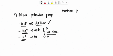 1-discuss-the-importance-of-the-sodium-potassium-pump-in-the-establishment-of-resting-potentials-and-the-initiation-of-action-potentials-in-neurons-20119