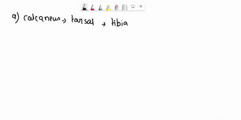 which-tarsal-bone-articulates-with-the-tibia-and-fibula-a-calcaneus-b-cuboid-c-navicular-d-talus-76621