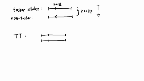 bitter-tasting-compounds-are-recognized-by-receptor-proteins-on-the-surface-of-epithelial-cells-in-our-taste-buds-mammals-have-at-least-30-genes-that-code-for-different-bitter-taste-receptor-86435