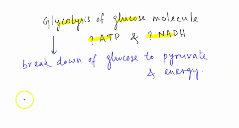 when-one-glucose-molecule-undergoes-glycolysis-it-generates-2-atp-and-2-nadh-2-atp-and-nadh-12-atp-atp-atp-and-2-nadh-17898