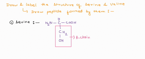 the-r-group-of-the-amino-acid-valine-consists-of-three-carbons-and-seven-hydrogens-draw-a-diagram-of-the-complete-molecular-structure-not-just-the-r-group-of-the-free-amino-acid-serine-valin-18359