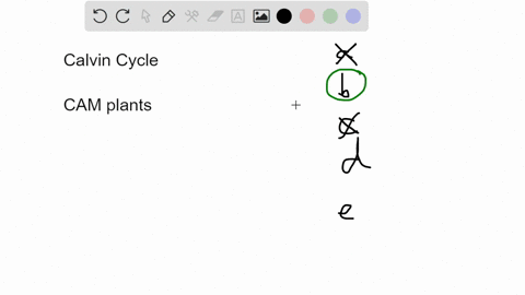 question-12-1-point-the-calvin-cycle-the-dark-reactions-or-carbon-fixation-reactions-of-photosynthesis-cannot-occur-at-night-in-a-living-plant-which-of-the-following-best-describes-why-this-87055