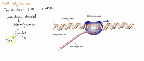 the-function-of-rna-polymerase-is-to-catalyze-the-formation-of-phosphodiester-bonds-between-deoxyribonucleotids-catalyze-the-formation-of-phosphodiester-bonds-between-ribonucleotides-activat-68638