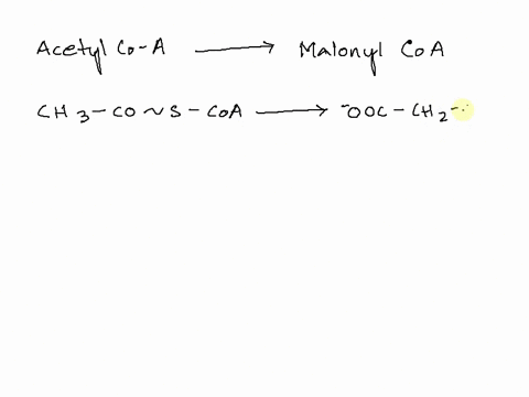 which-of-the-following-enzymes-catalyzes-the-conversion-of-acetyl-coa-to-malonyl-coa-select-one-a-acetyl-coa-decarboxylase-b-acetyl-coa-carboxylase-malonyl-coa-carboxylase-d-malonyl-coa-deca-04657