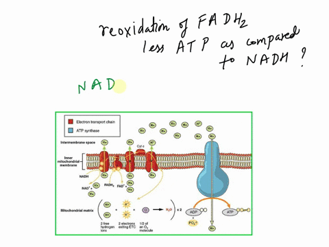 why-is-less-atp-is-made-from-the-reoxidation-of-fadhz-compared-to-nadh-electrons-from-fadhz-cannot-be-carried-by-q-ubiquinone-electrons-from-fadhz-enter-the-electron-transport-chain-through-12638