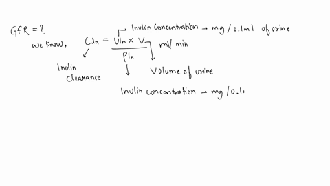inulin-is-a-polysaccharide-that-happens-to-be-neither-secreted-nor-reabsorbed-by-the-tubules-of-the-kidney-and-its-molecular-weight-5200-daltons-is-low-enough-to-permit-it-to-pass-freely-thr-55235