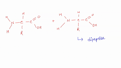 two-amino-acids-are-joined-together-by-a-peptide-bond-to-form-a-dipeptide-what-is-the-by-product-of-this-process-68457