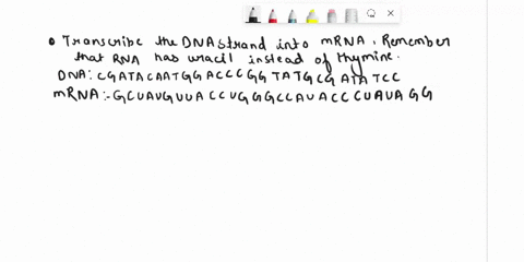 transcribe-the-following-dna-strand-into-mrna-and-translate-that-strand-into-a-polypeptide-chain-identifying-the-codons-anticodons-and-amino-acid-sequence-dna-c-g-a-t-a-c-a-a-t-g-g-a-c-c-c-g-77953