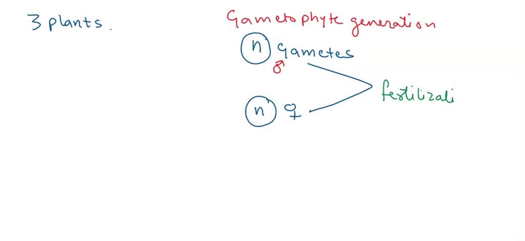 SOLVED: The diagrams to the right show three plant life cycles