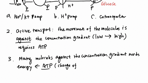 active-transport-review-1-using-the-diagram-above-label-a-sodium-potassium-pump-b-proton-pump-and-c-cotransport-2-define-active-transport-3-why-is-atp-required-for-active-transport-4-whet-would-happen