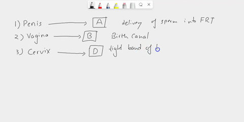 match-each-the-structures-listed-below-with-their-functions-penis-delivery-sperm-into-the-female-reproductive-sytem-vagina-birth-canal-pathway-for-baby-leaving-the-uterus-and-ponis-entry-int-49638