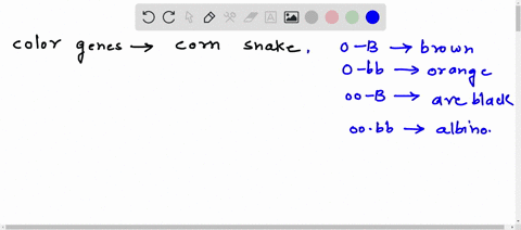 two-genes-control-color-in-corn-snakes-as-followso-b-snakes-are-brown-o-bb-are-orange-oo-b-areblack-and-oo-bb-are-albino-an-orange-snake-wasmated-to-a-black-snake-and-a-large-number-of-f1pro-22405