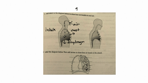 hello-please-i-need-the-answers-add-labels-to-the-diagram-below-to-show-how-we-breathe-in-and-out-2-label-the-diagram-below-then-add-arrows-to-show-how-air-travels-to-the-alveoli-71619