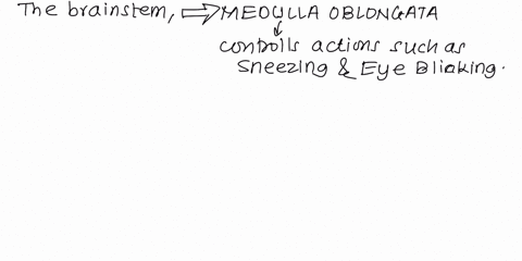 which-part-of-the-brain-controls-reflex-actions-such-as-sneezing-and-eye-blinking-17582