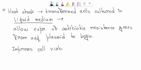 after-transforming-bacteria-with-a-recombinant-plasmid-cells-are-typically-incubated-in-liquid-media-for-30-minutes-to-1-hour-before-they-are-transferred-onto-agar-plates-why-is-this-step-in-46938
