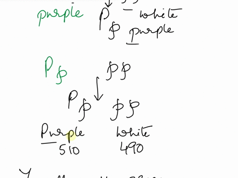 please-answer-the-questions-and-circle-the-answer-slc-activity-2-for-biology-1406-name-mendellan-genetics-problems-1-a-true-breeding-purple-pea-plant-was-crossed-with-a-white-pea-plantassume-87803