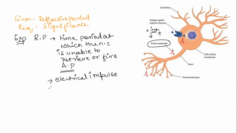 what-is-the-significance-of-the-refractory-period-in-nerve-signalling-around-300-words-plz-24522