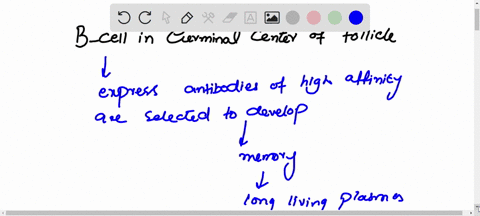 which-of-the-following-is-not-a-feature-of-b-cells-in-the-germinal-centers-of-follicles-proliferation-vdj-joining-apoptosis-somatic-hypermutation-question-16-1-point-low-amounts-of-antigen-l-79387